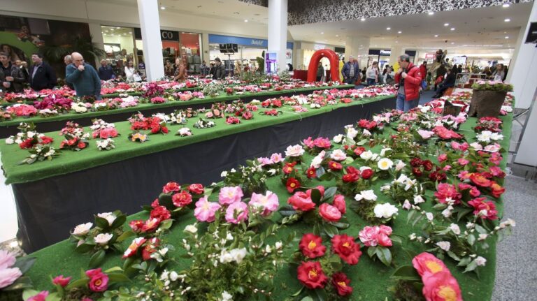 Mostra da Camelia