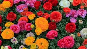 festa das flores arteixo