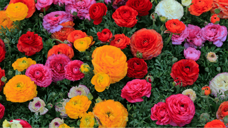 festa das flores arteixo