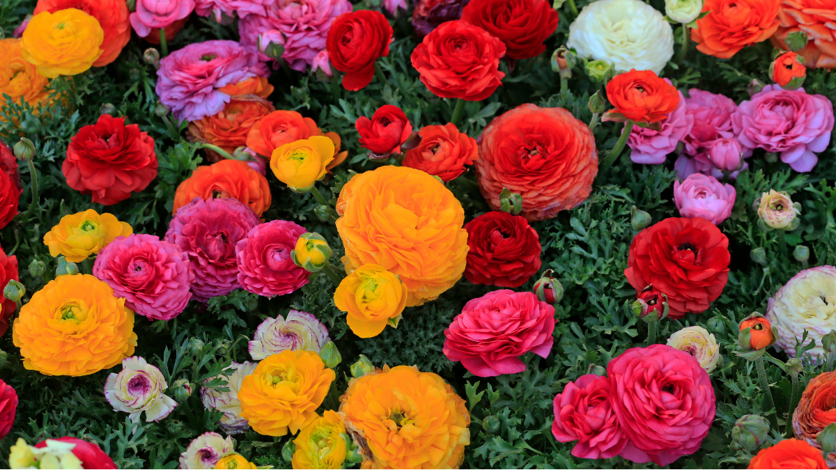 festa das flores arteixo