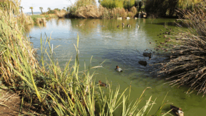 financiación coruña fundación biodiversidad reverdecer barrios