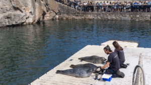 coruña actividades focas aquarium