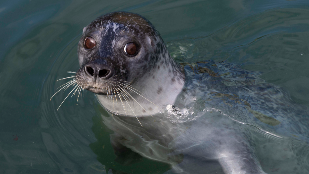 El Aquarium Finisterrae abre las inscripciones para la actividad ‘Aventura con las focas’